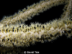 This is a shot of an octocoral taken on a night dive at T... by David Tice 